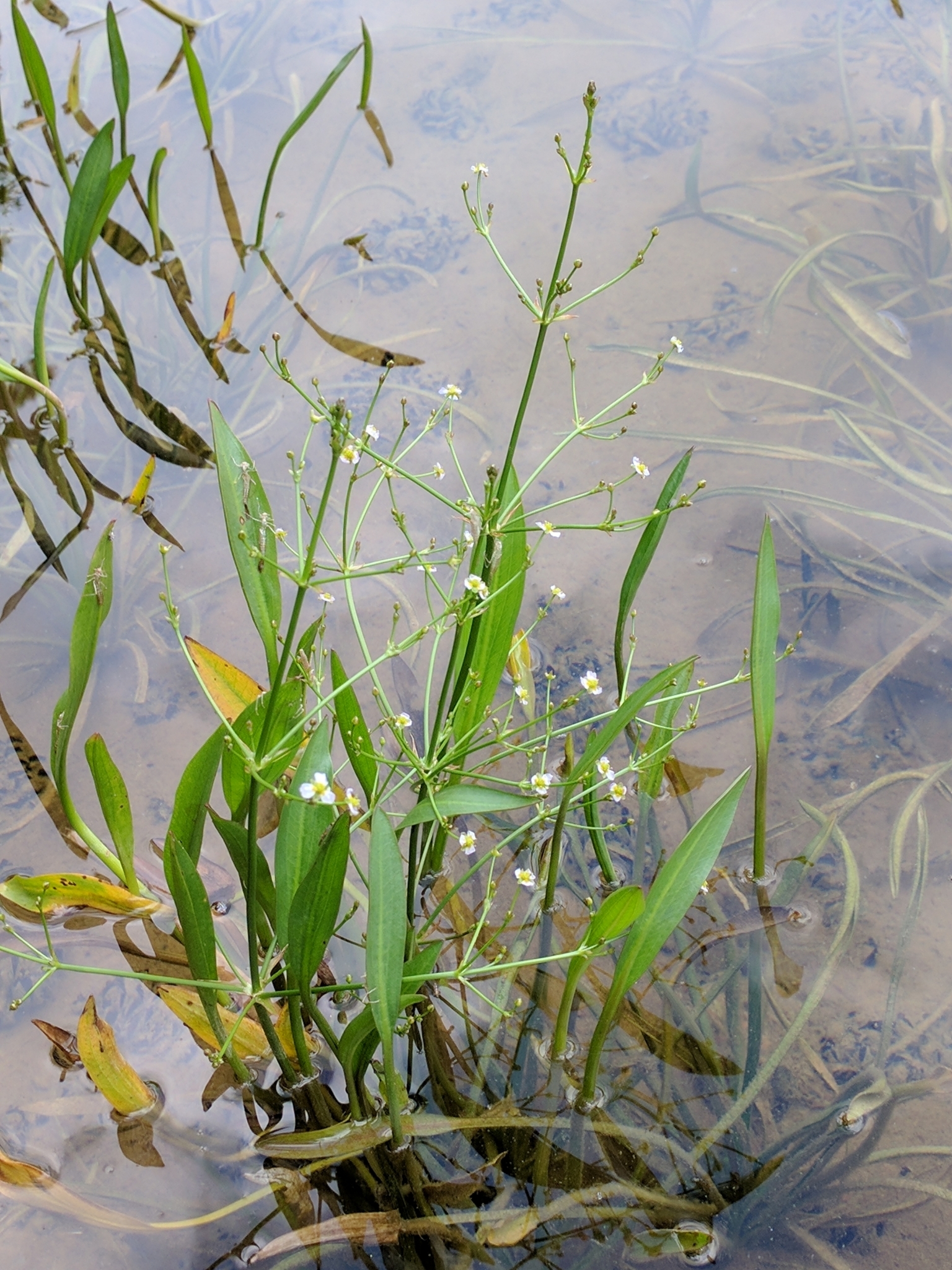 Almantas Kulbis (https://www.inaturalist.org/observations/7189220)
